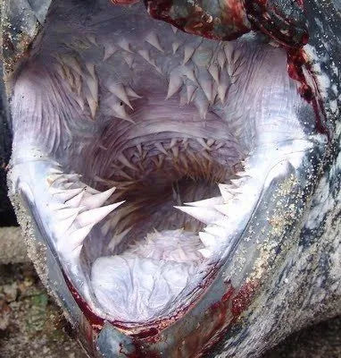 boca de tortuga laúd