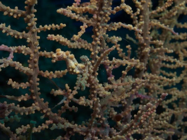 pygmy seahorse