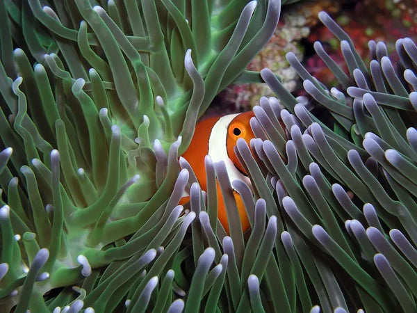 clownfish