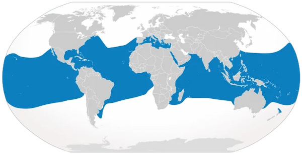 distribución tiburón longimanus