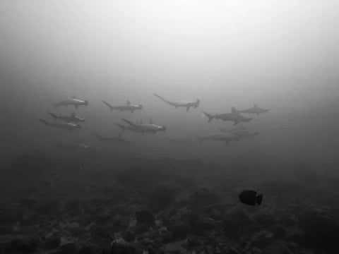 hammerhead shark school