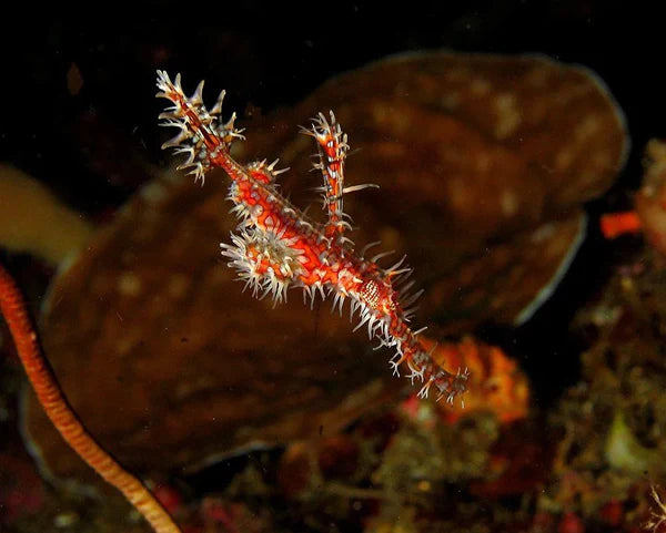 Ghost Pipefish