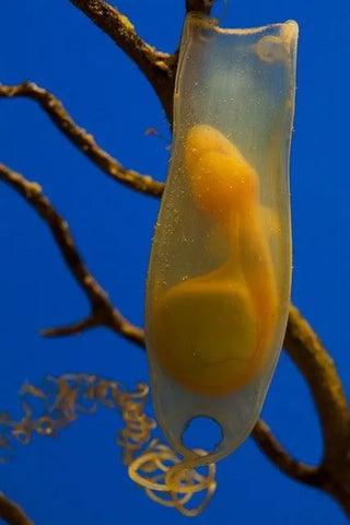 Shark embryo