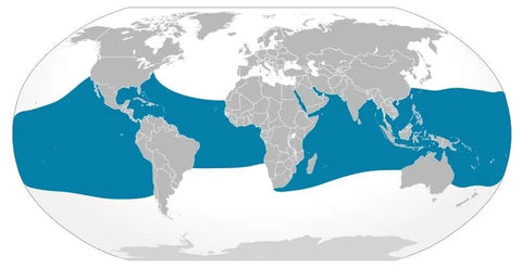 whale shark map distribution