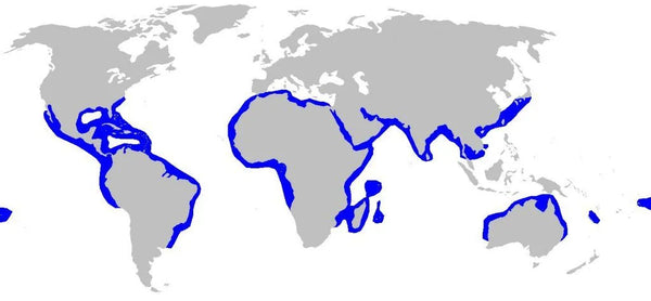 hammerhead shark distribution map