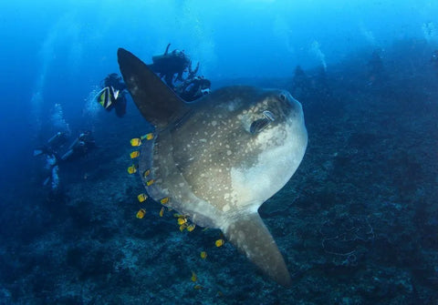 sunfish in bali