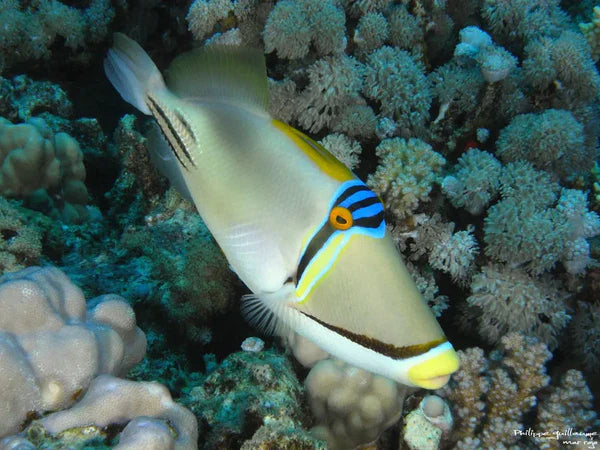 picasso triggerfish