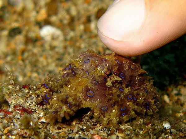 Fun Fact Sheet: Blue Ringed Octopus • Department of Primary Industries and  Regional Development