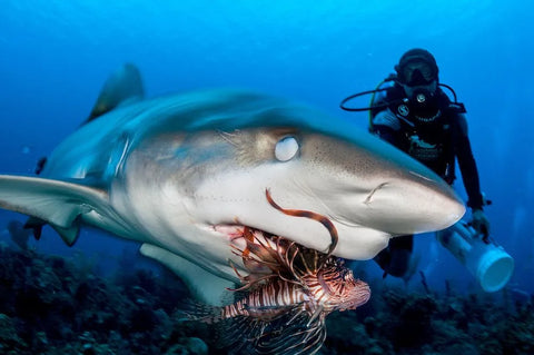 sharks eating lionfish
