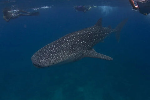 maldives whale sharks