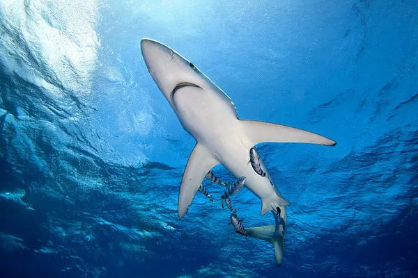 blue sharks in azores