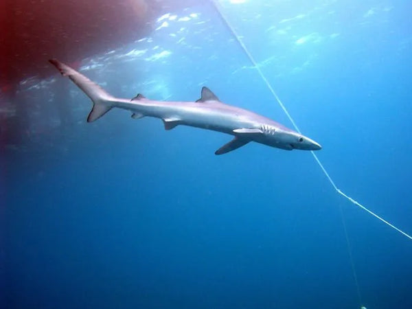 Blue shark (Prionace glauca)