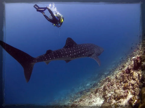 whale shark