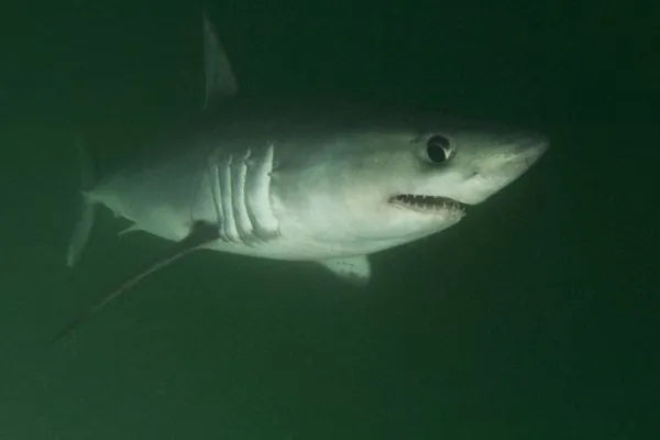 Porbeagle shark (Lamna nasus)