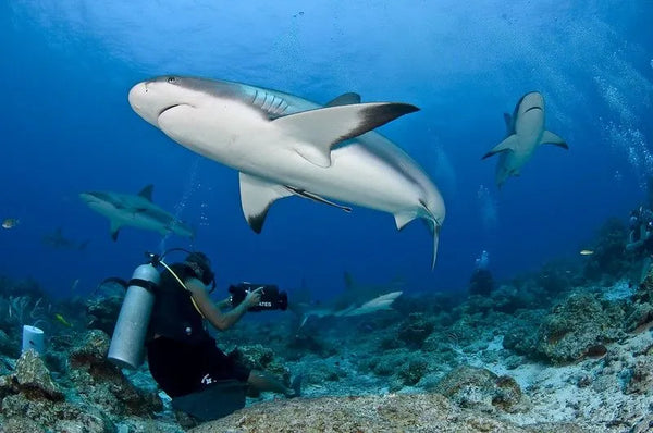 maldives sharks