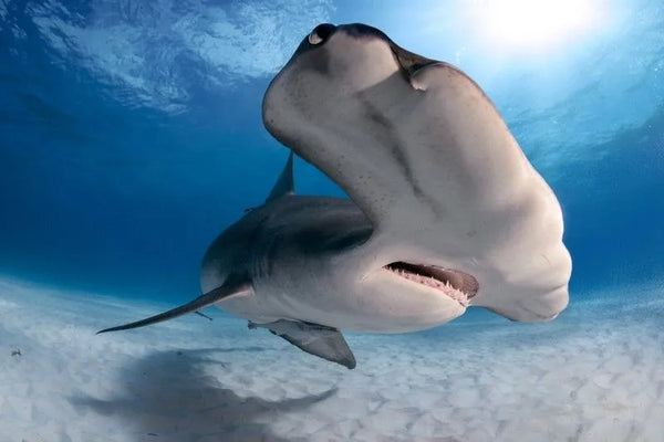 Hammerhead shark (Sphyrna zygaena)