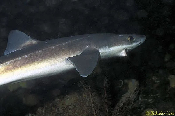 Spiny dogfish (Squalus acanthias)