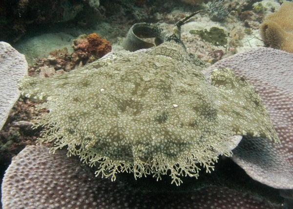 tiburón wobbegong