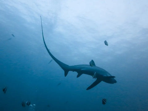Thresher shark (Alopias superciliosus)