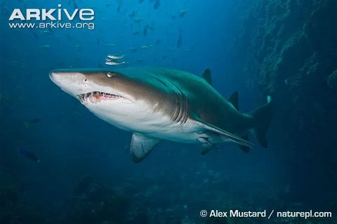 Sand tiger shark (Carcharias taurus)