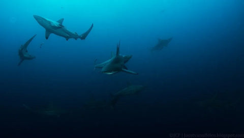 south africa sharks