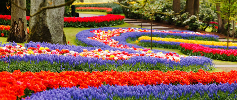 Keukenhof