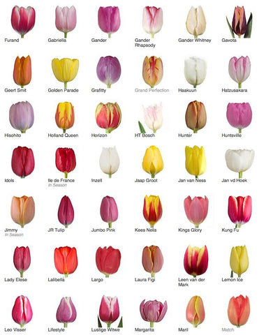 Tulip varieties poster