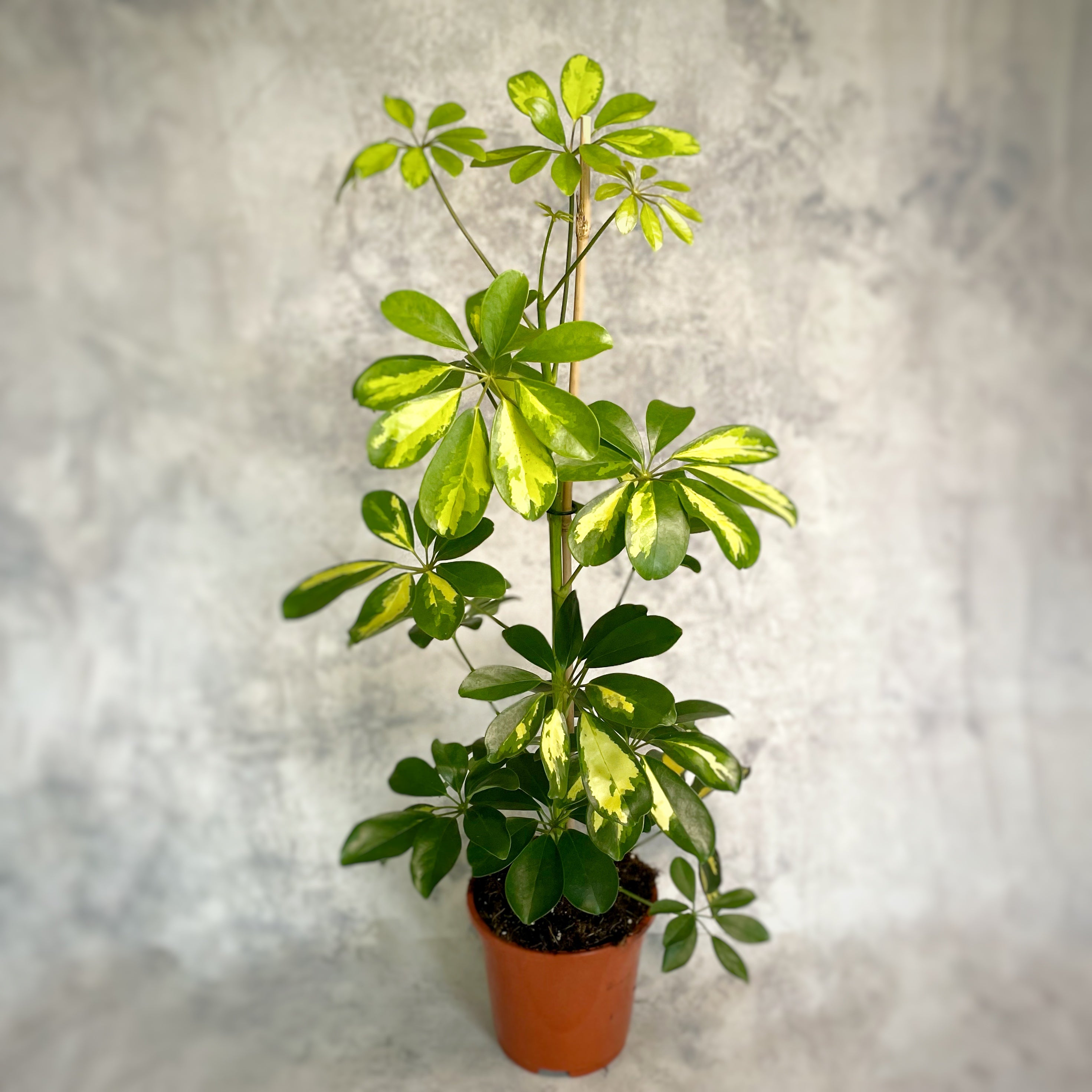 Schefflera Gold Capella - Golden Umbrella Plant#N# – Verd Houseplants