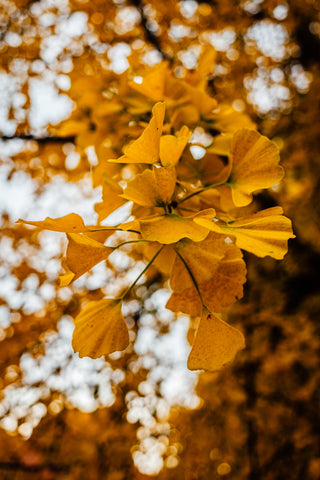 golden ginkgo in vancouver's historic gastown unique local jewelry