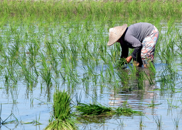 harvesting rice