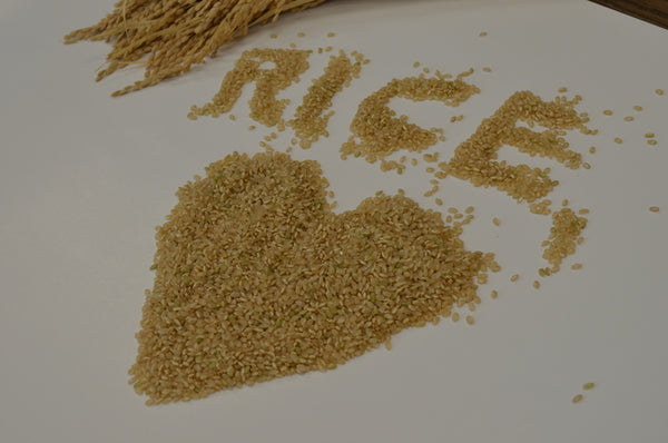 Immerse yourself in the world of rice!