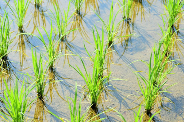 Rice-induced Landscapes