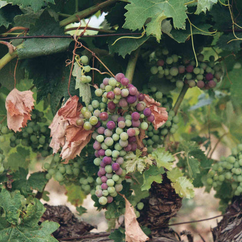 Purple and green grapes hanging fresh together on the vines