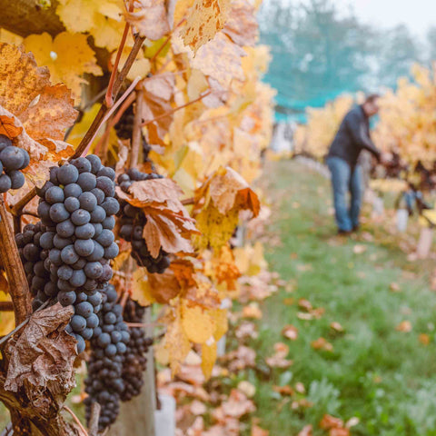 There were people hard at work in the vineyards picking purple grapes hanging from the vines