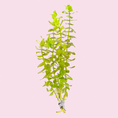 Guppy Grass Najas guadalupensis / Plantes d'aquarium vivantes