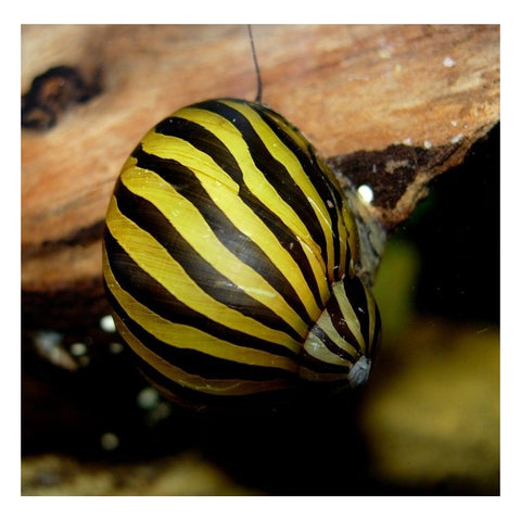 Red Onion Snail (Various Sizes) – Aquarium Roots