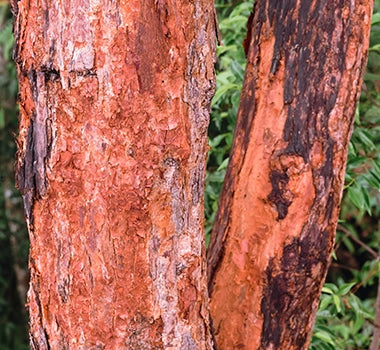 EXTRAIT D’ÉCORCE ROUGE DES FORÊTS BORÉALES