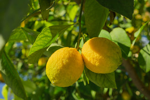 yellow-citrus-lemon-fruits-tree-branch-with-green-leaves-garden-closeup.jpg__PID:55abb908-301d-4b99-a34c-b494b02e8287