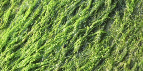 Extrait des bases fertiles d'algue wakame