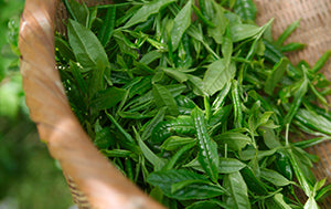 Pschitt Magique - thé vert
