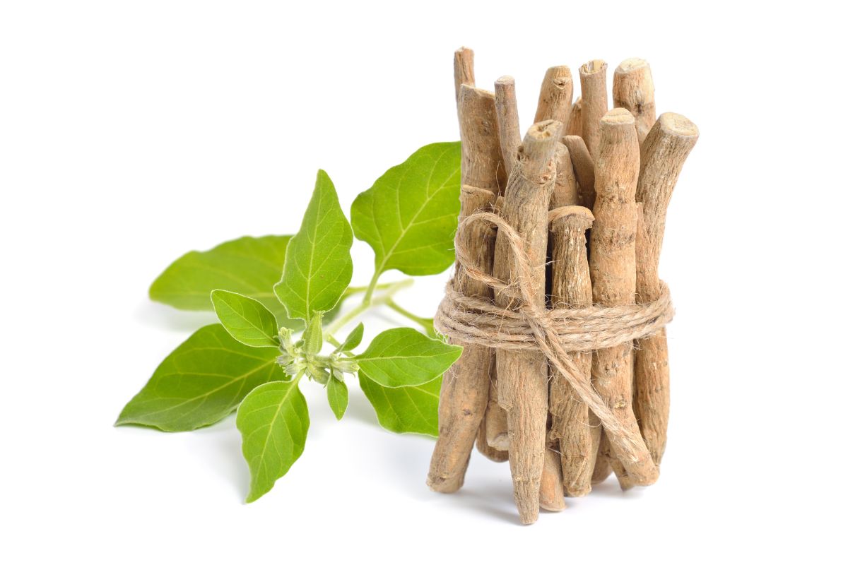 Ashwagandha root and leaves.