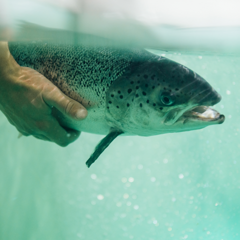 Danish Salmon Lachs im Wasser