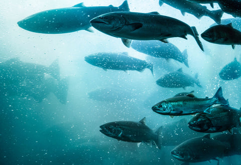 Lachs Aufzucht bei Danish Salmon | Safer Salmon - Premium Lachs online kaufen 