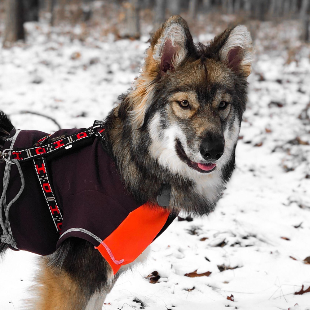 dog chest protector