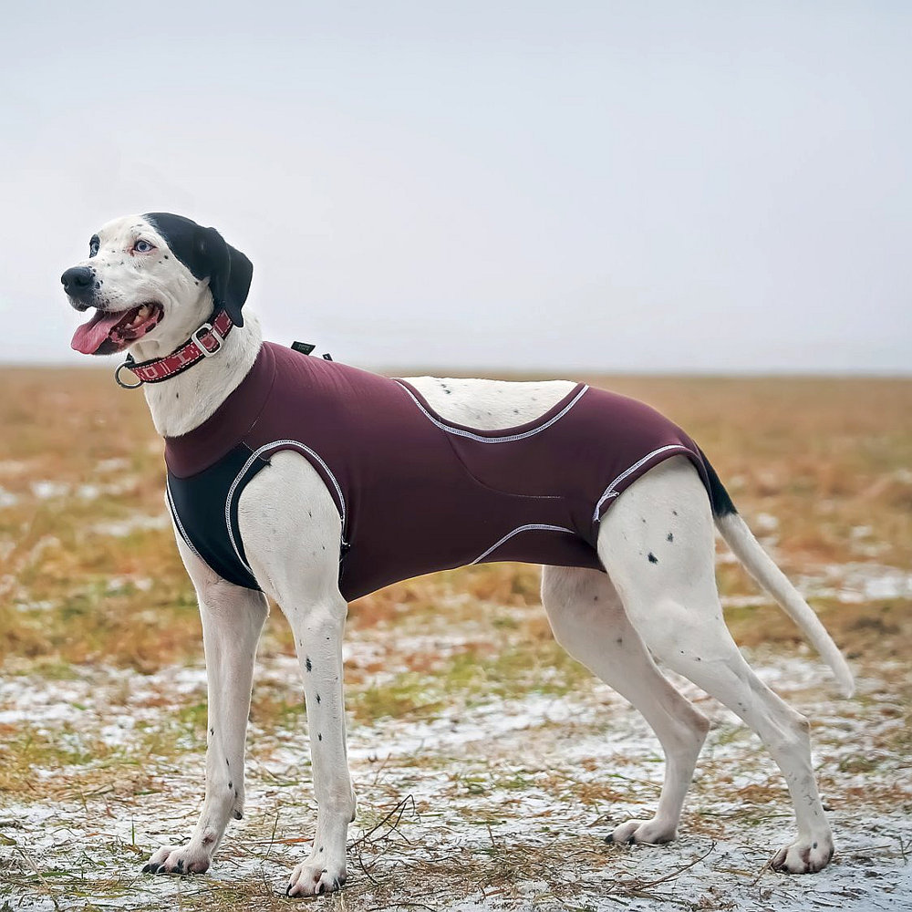 dog running jacket