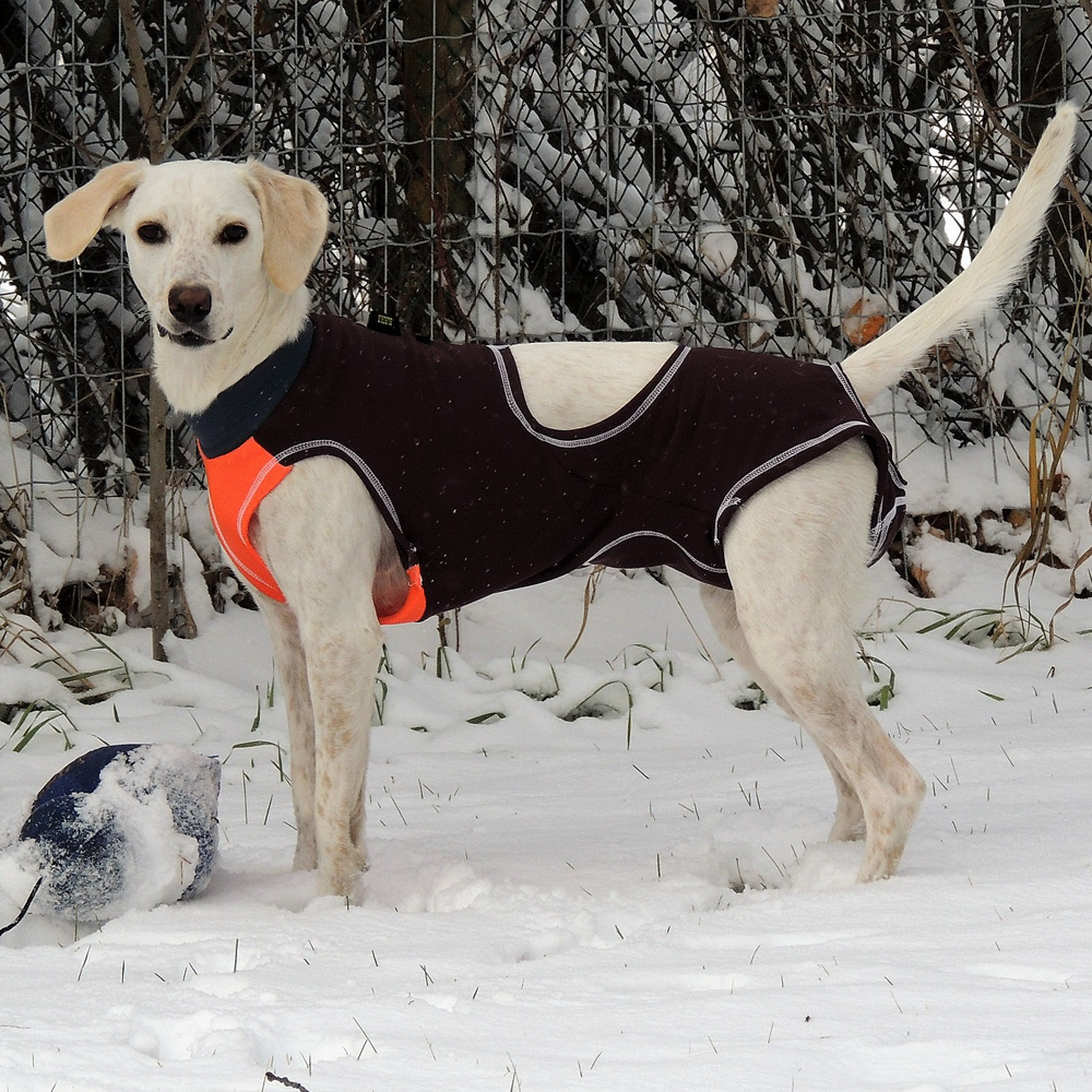 dog running jacket