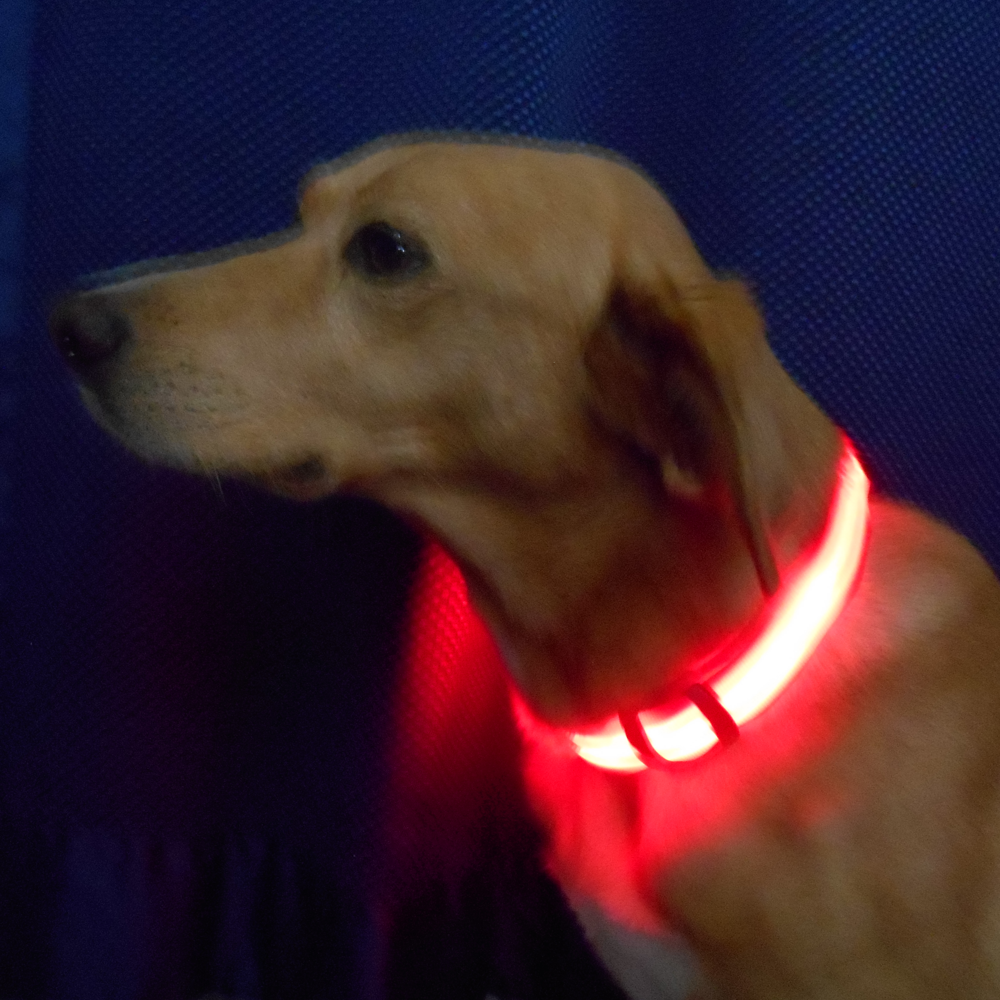 Howling Dog Alaska LED Collar