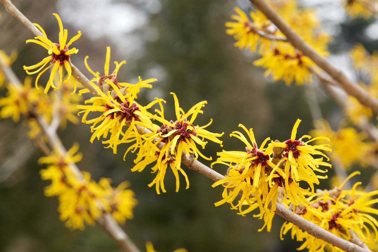 Les fleurs d'hamamélis