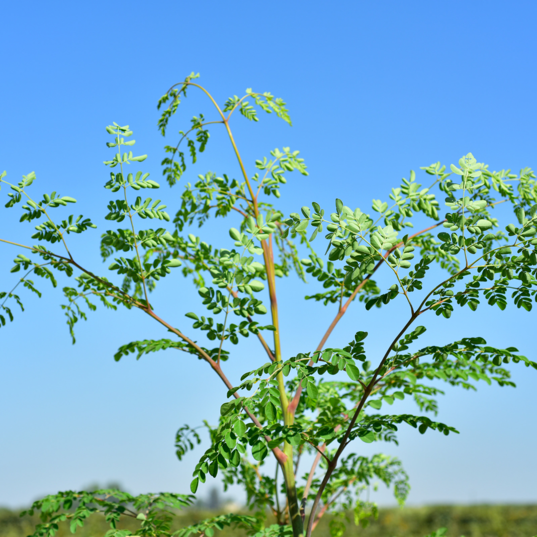 L'arbre de Moringa