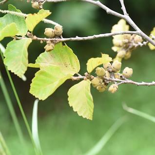 witch hazel